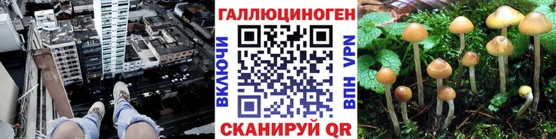 как найти Сосновоборск Псилоцибиновые грибы мицелий